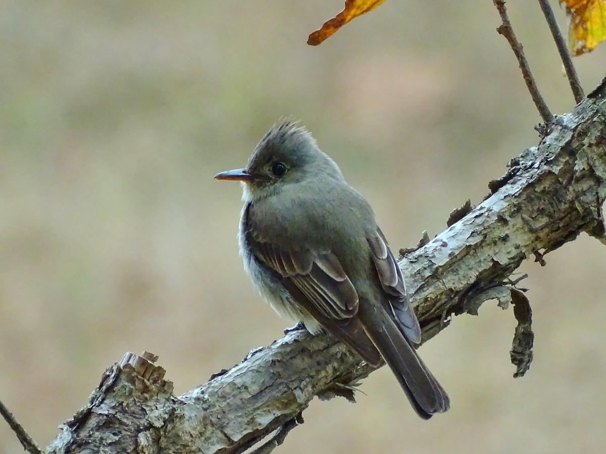 Greater Pewee - ML25077801