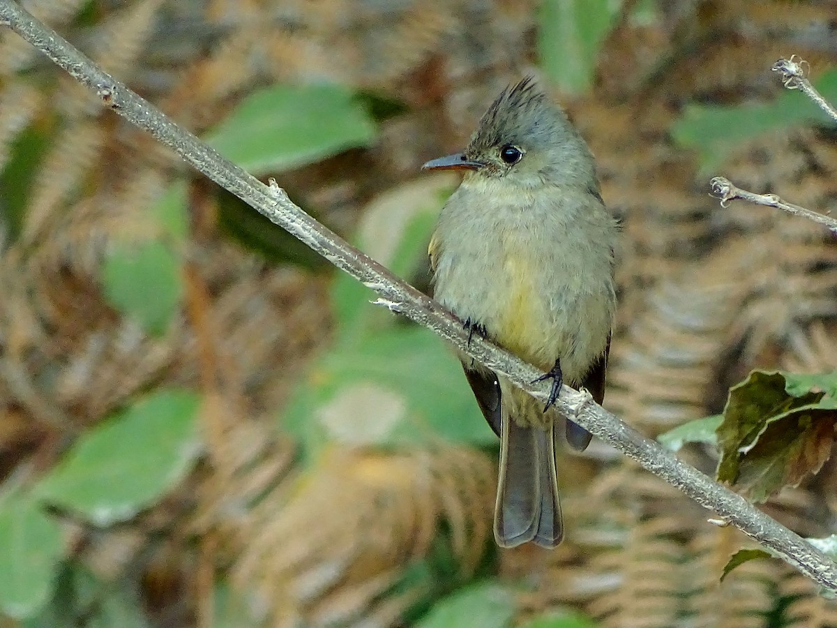 Greater Pewee - ML25077831