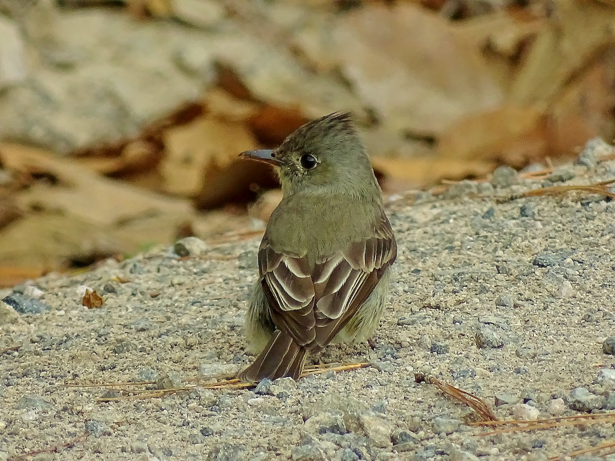 Greater Pewee - ML25077841