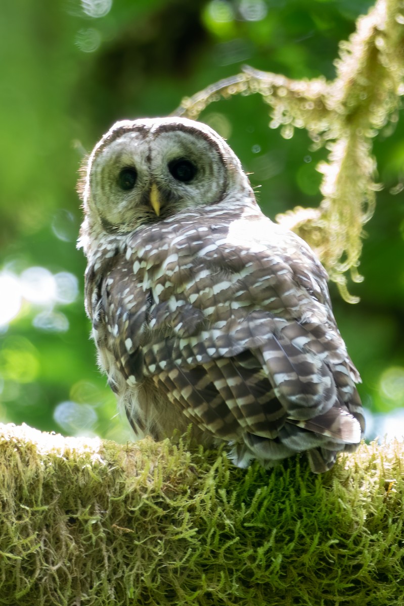 Barred Owl - Phil Bartley