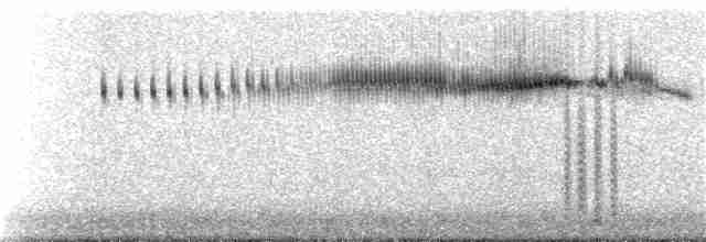 Широкохвостый колибри - ML250782211