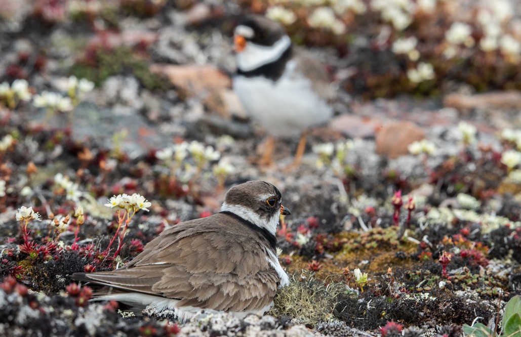 Semipalmated Plover - ML250783151