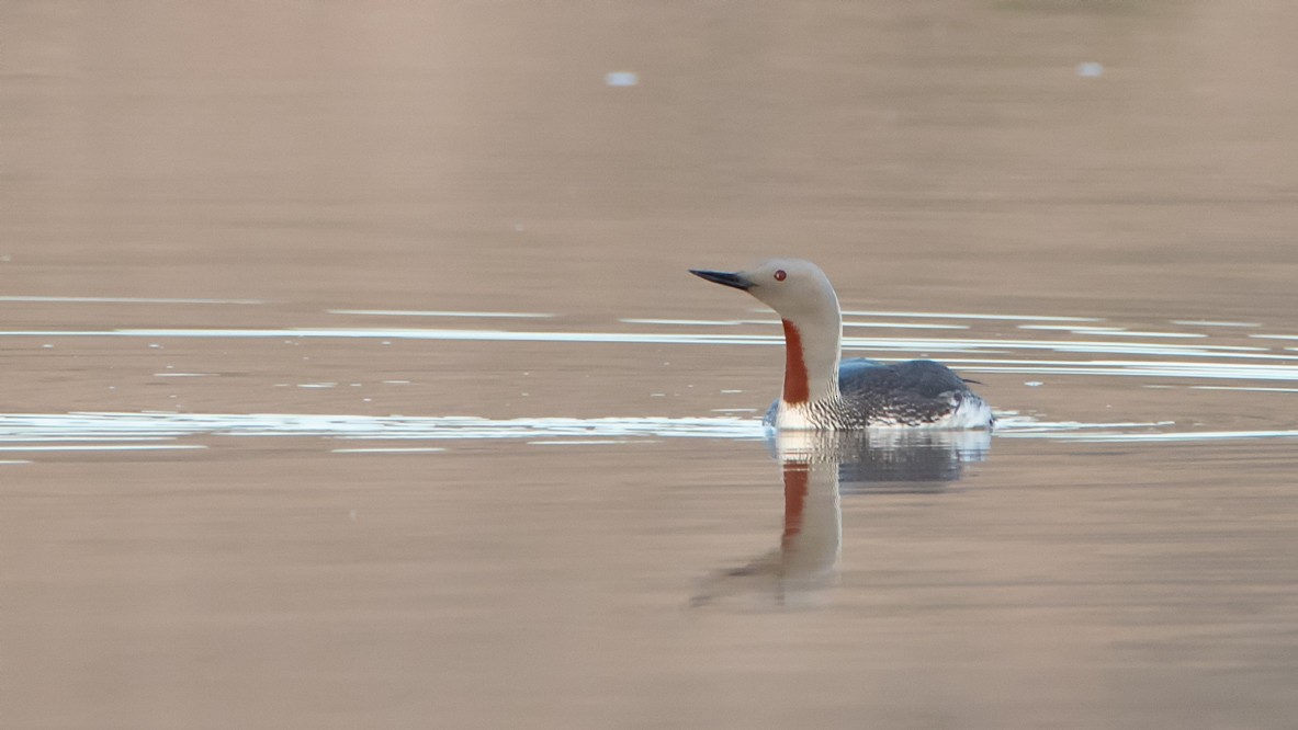 Red-throated Loon - Clare Kines