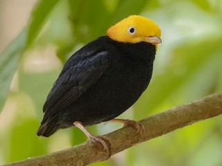  - Golden-headed Manakin