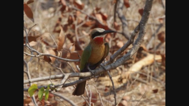 White-fronted Bee-eater - ML250786481