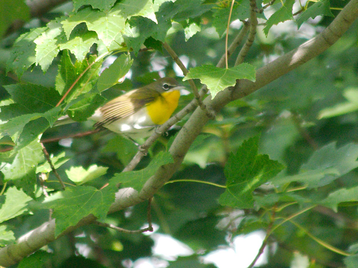 Yellow-breasted Chat - ML250788421