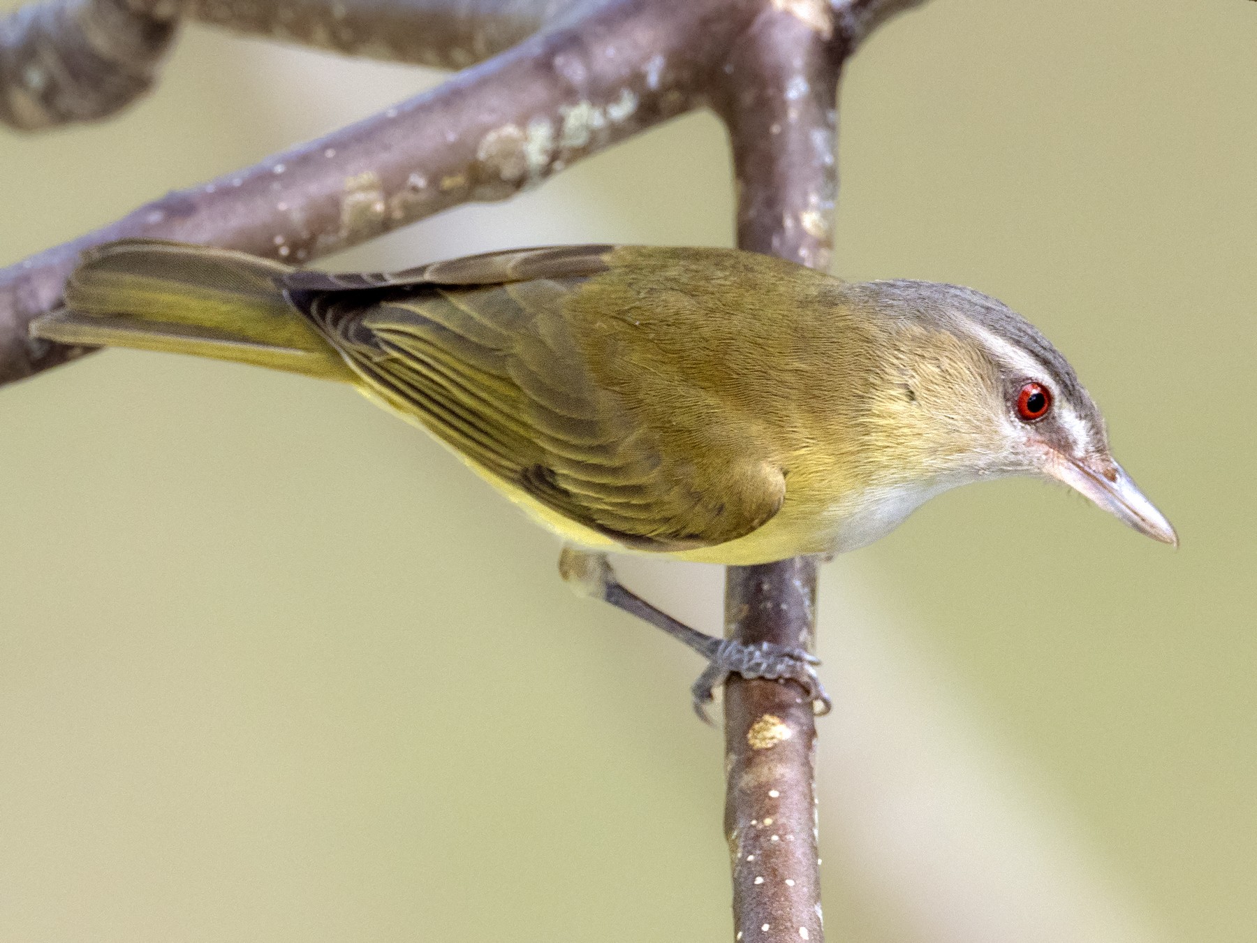 Yellow-green Vireo - Andres Vasquez Noboa - Tropical Birding Tours