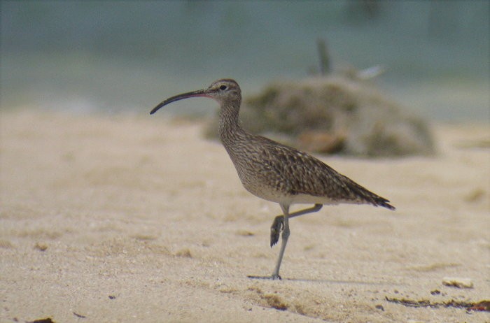 Whimbrel - Andre Moncrieff