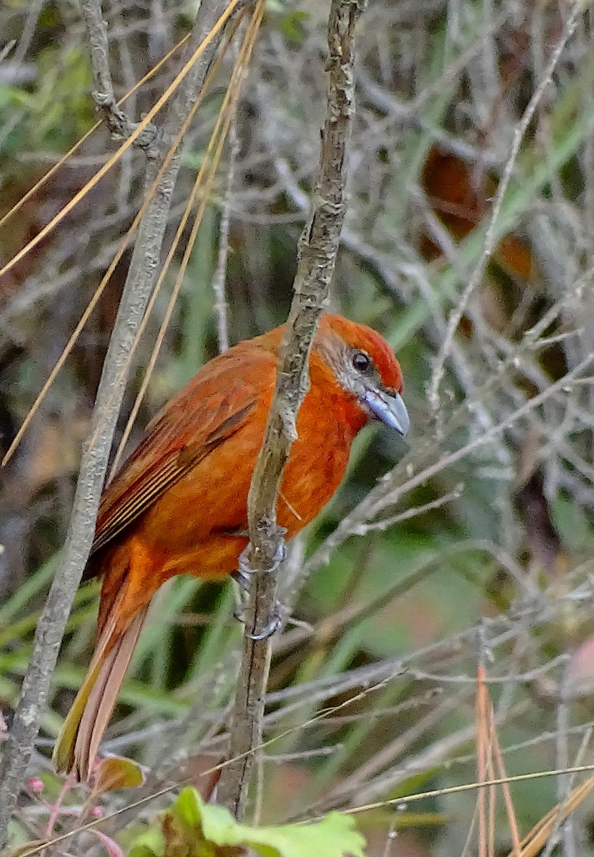 Hepatic Tanager - ML25078991