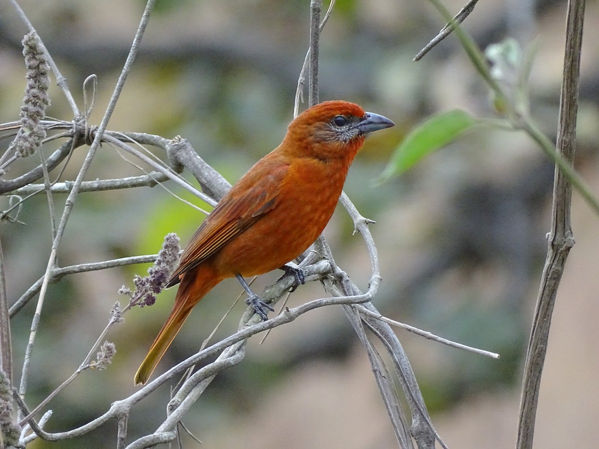 Hepatic Tanager - ML25079031