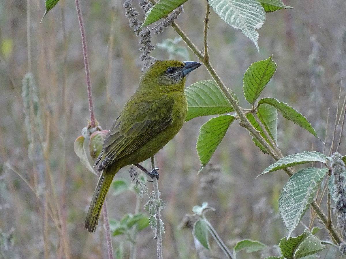 Hepatic Tanager - ML25079041