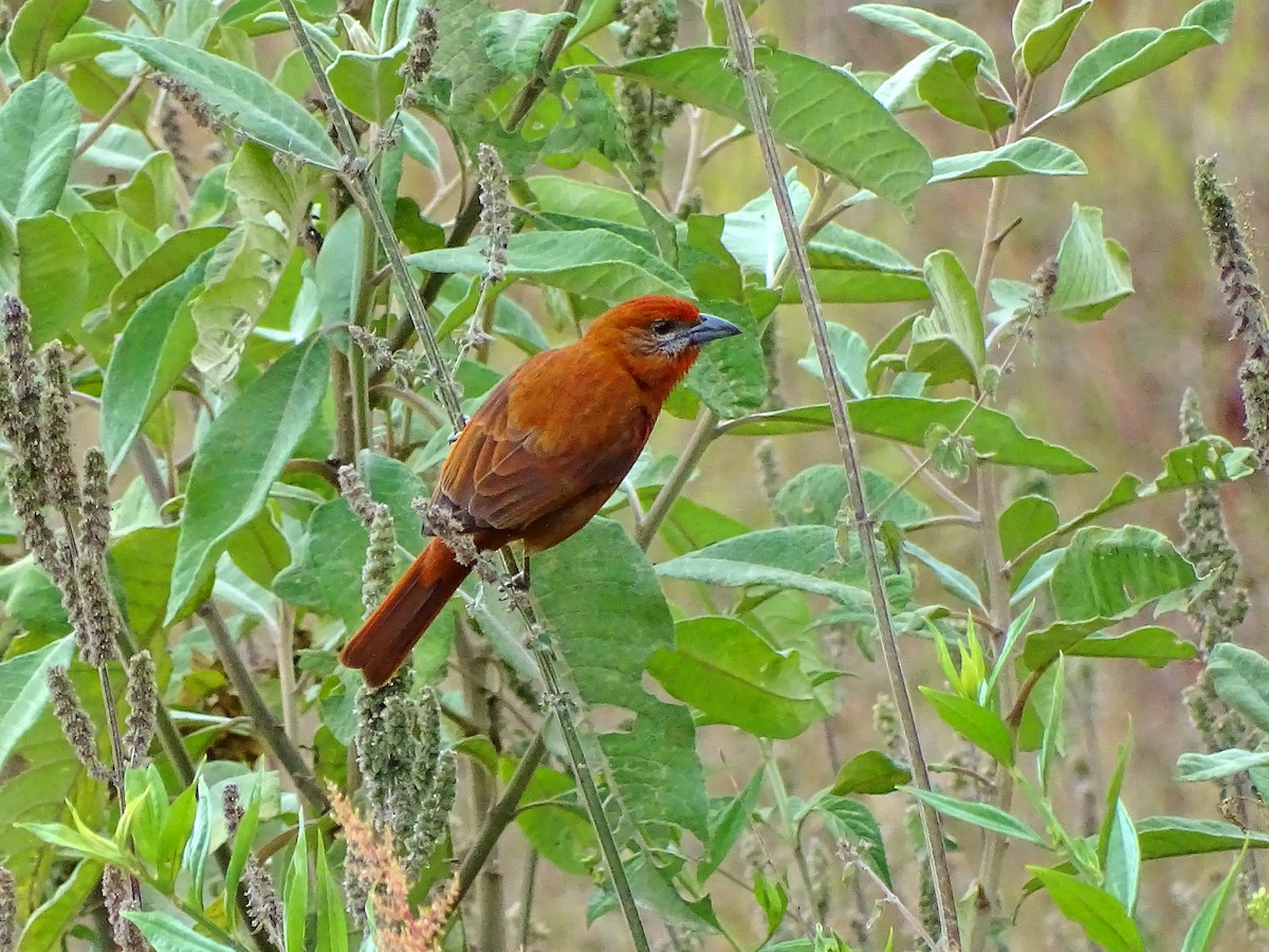 Hepatic Tanager - ML25079061