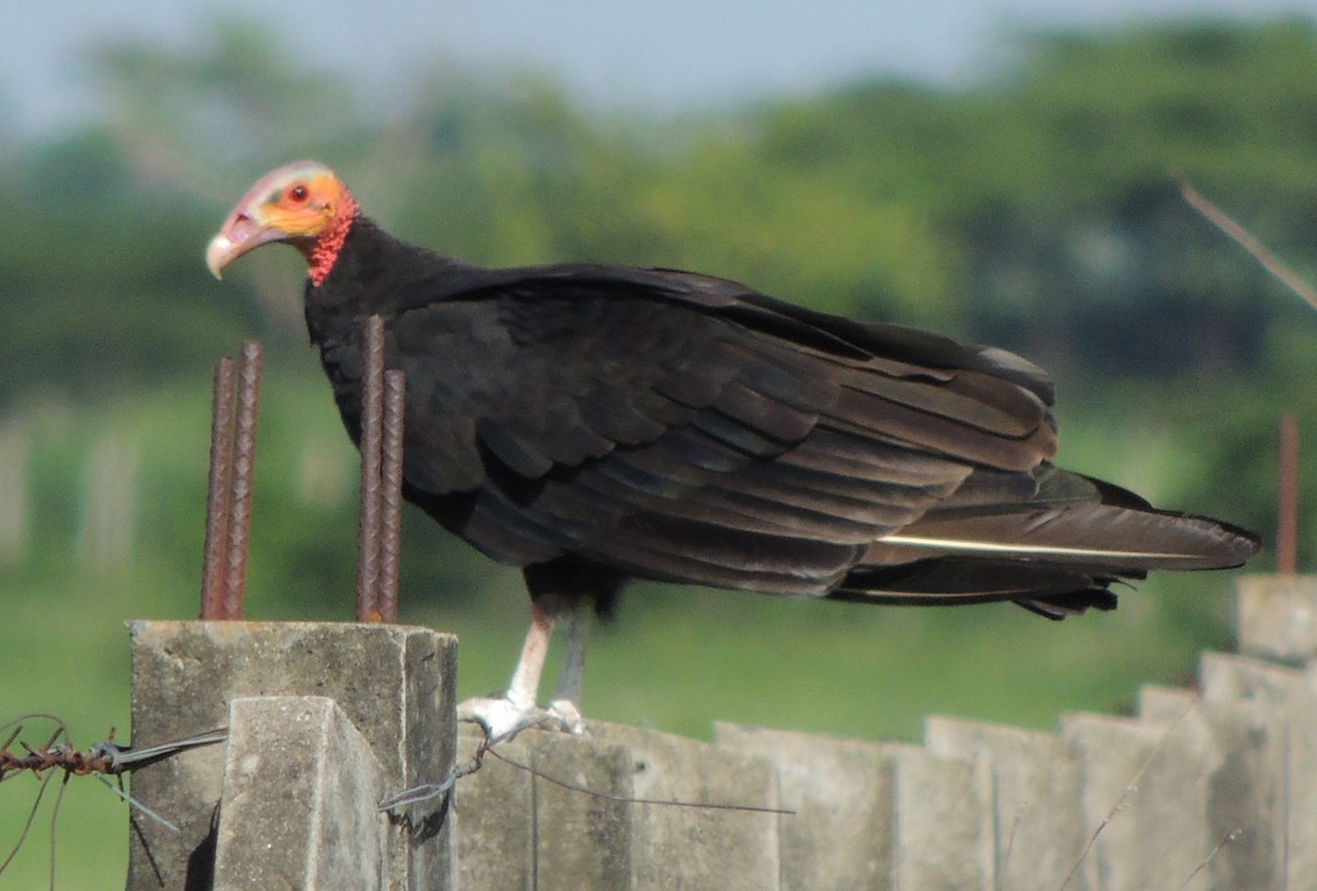 Lesser Yellow-headed Vulture - Edwin Mora