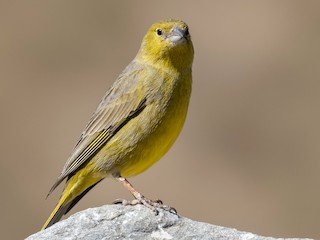 Greenish Yellow-Finch - Sicalis olivascens - Birds of the World