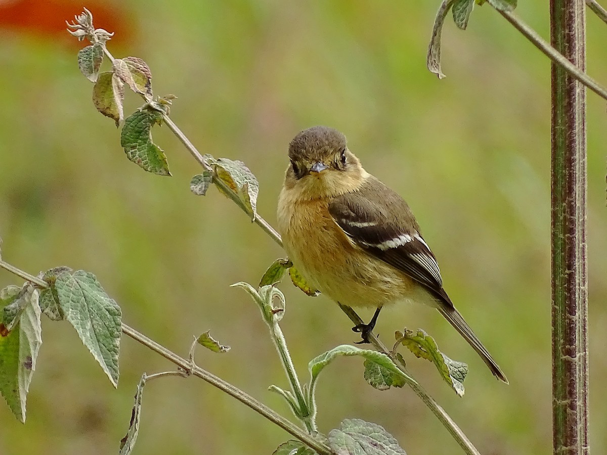 Buff-breasted Flycatcher - Alfonso Auerbach