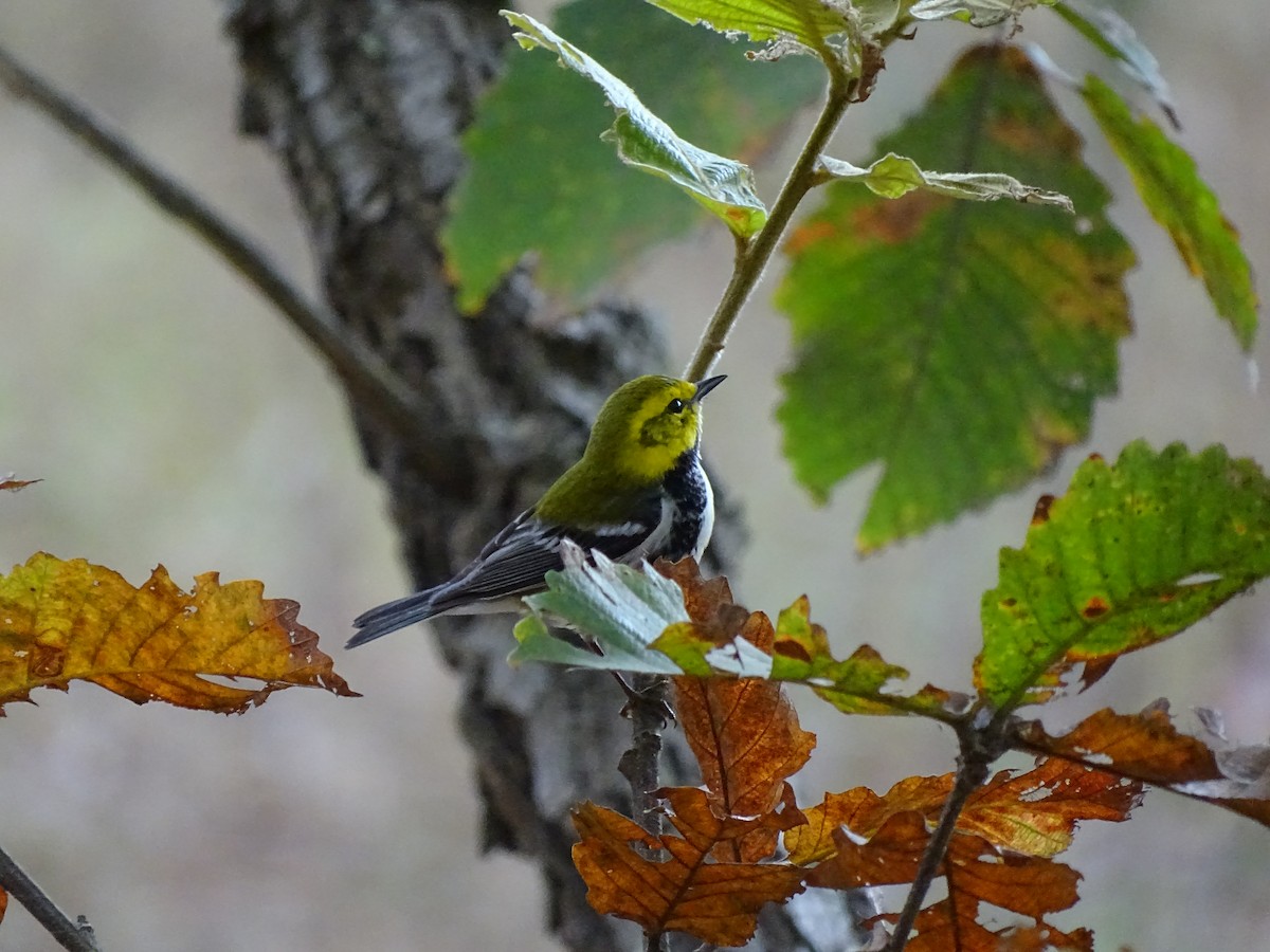 Black-throated Green Warbler - Alfonso Auerbach