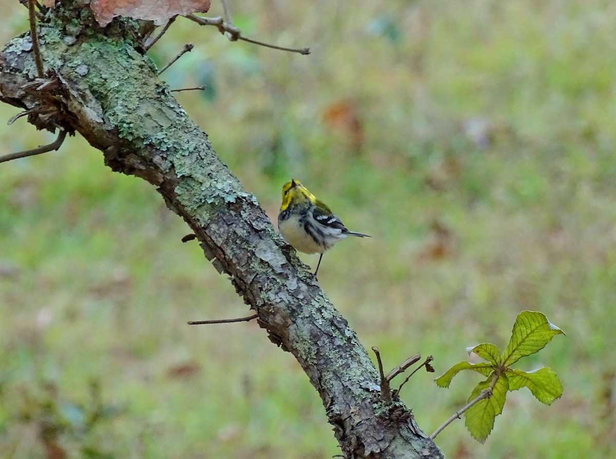 Black-throated Green Warbler - ML25079471