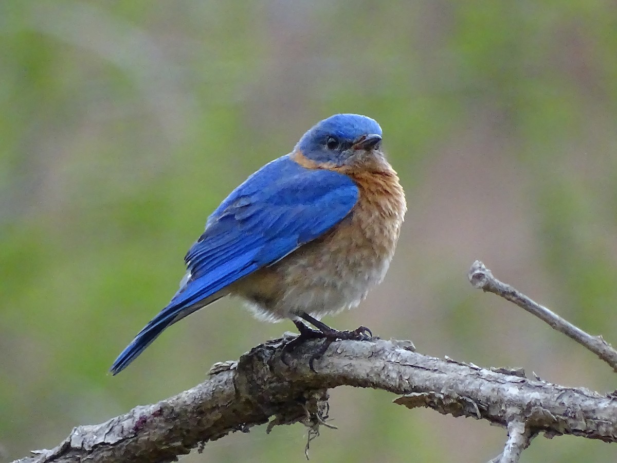 Eastern Bluebird - Alfonso Auerbach