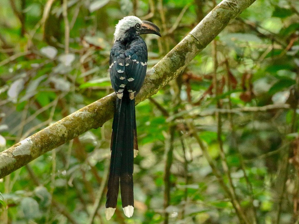 Western/Eastern Long-tailed Hornbill - Markus Lilje