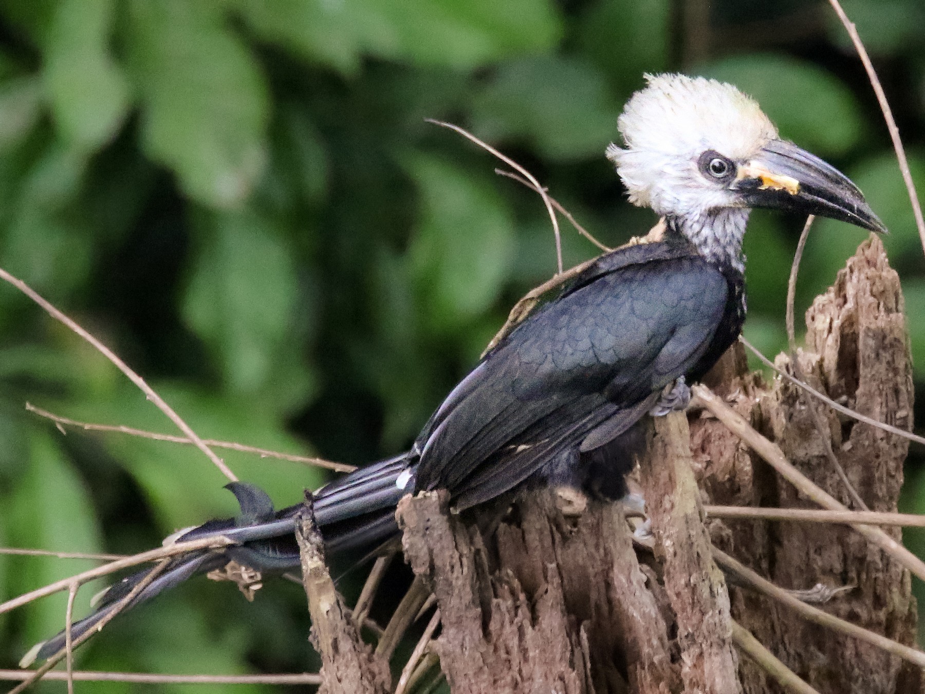 White-crested Hornbill - eBird