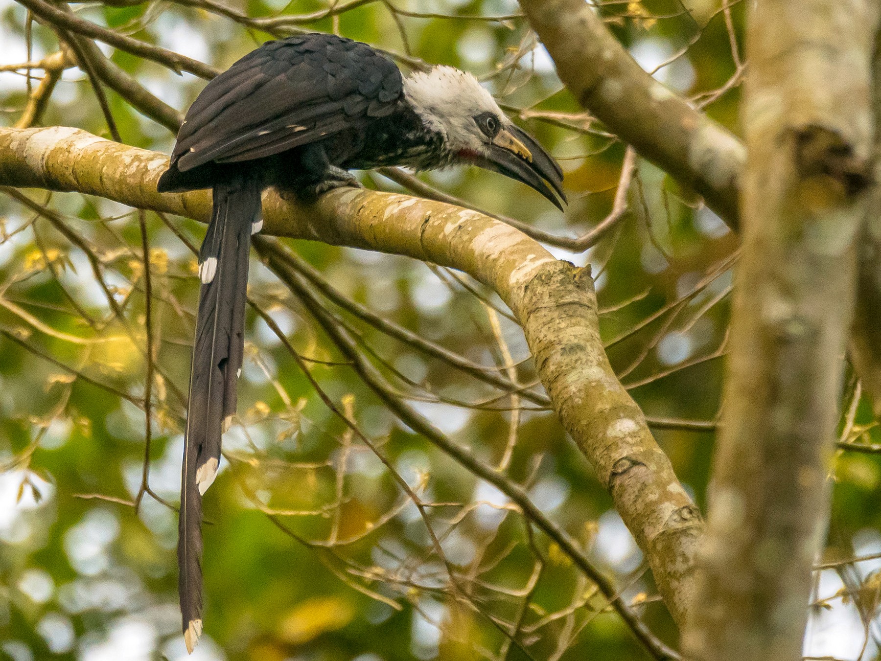 Western/Eastern Long-tailed Hornbill - Eric Francois Roualet