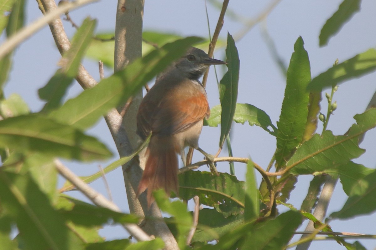 White-bellied Spinetail - ML250800341