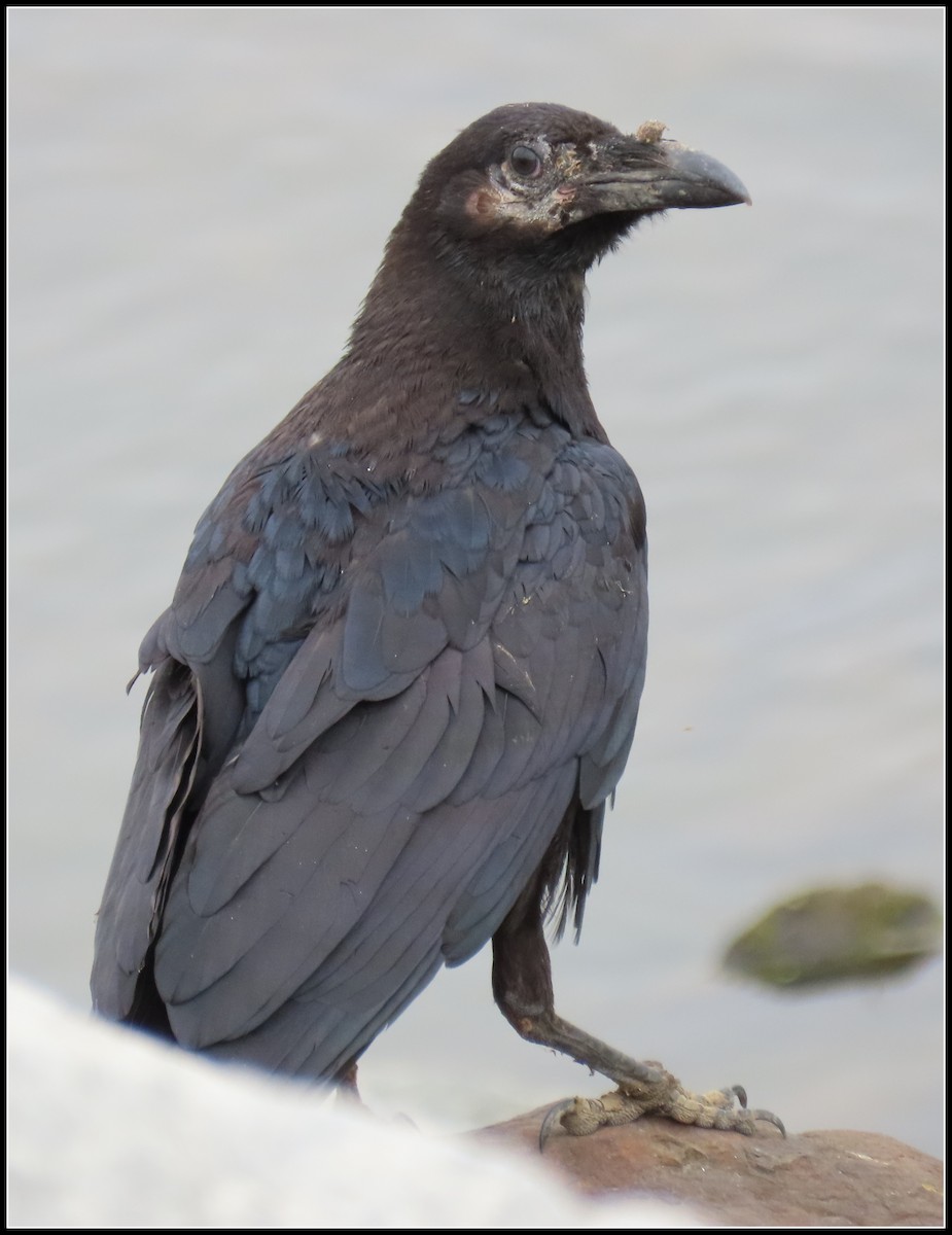 Common Raven - Peter Gordon