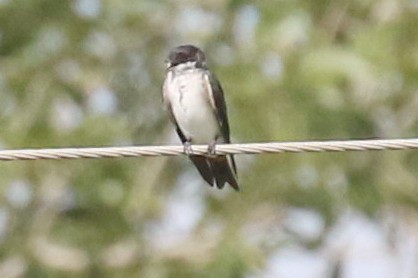 Blue-and-white Swallow (patagonica) - ML250804281