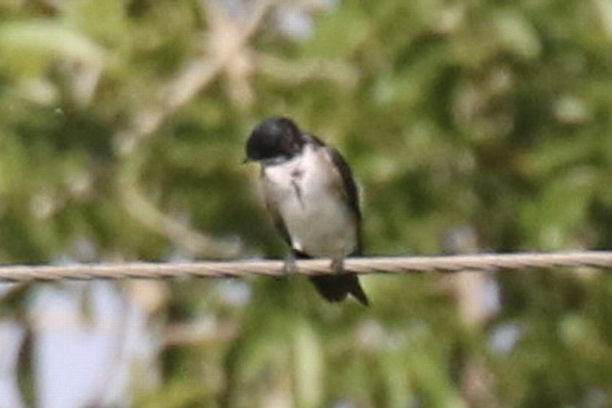 Blue-and-white Swallow (patagonica) - ML250804301