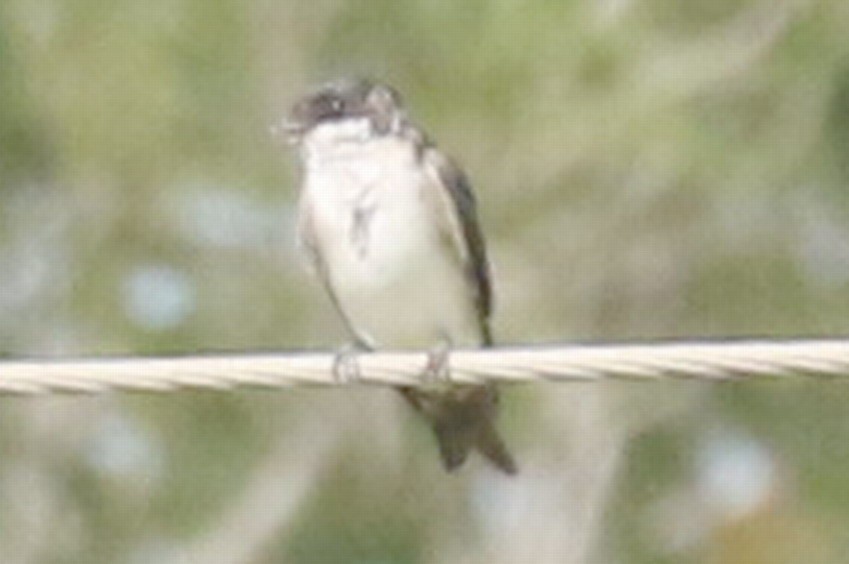 Blue-and-white Swallow (patagonica) - Dan Jones