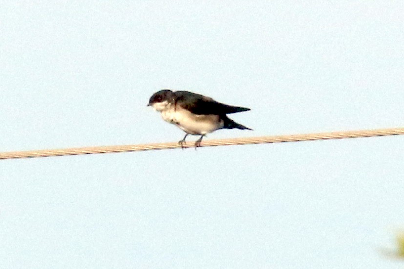 Blue-and-white Swallow (patagonica) - ML250804721