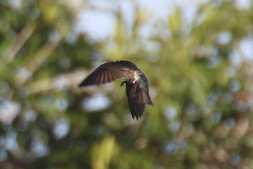 Blue-and-white Swallow (patagonica) - Dan Jones