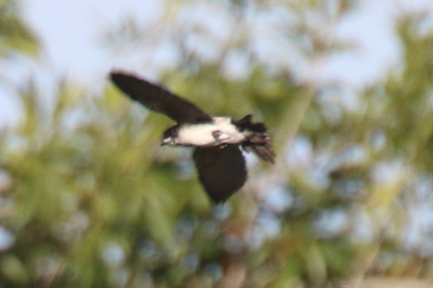Blue-and-white Swallow (patagonica) - ML250804841