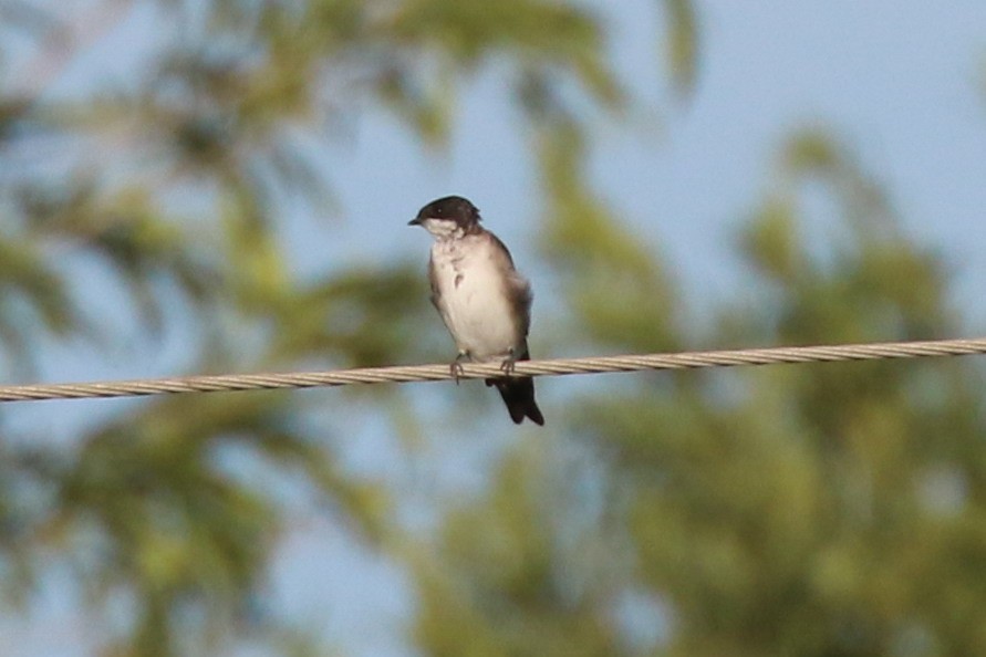 Blue-and-white Swallow (patagonica) - ML250804951