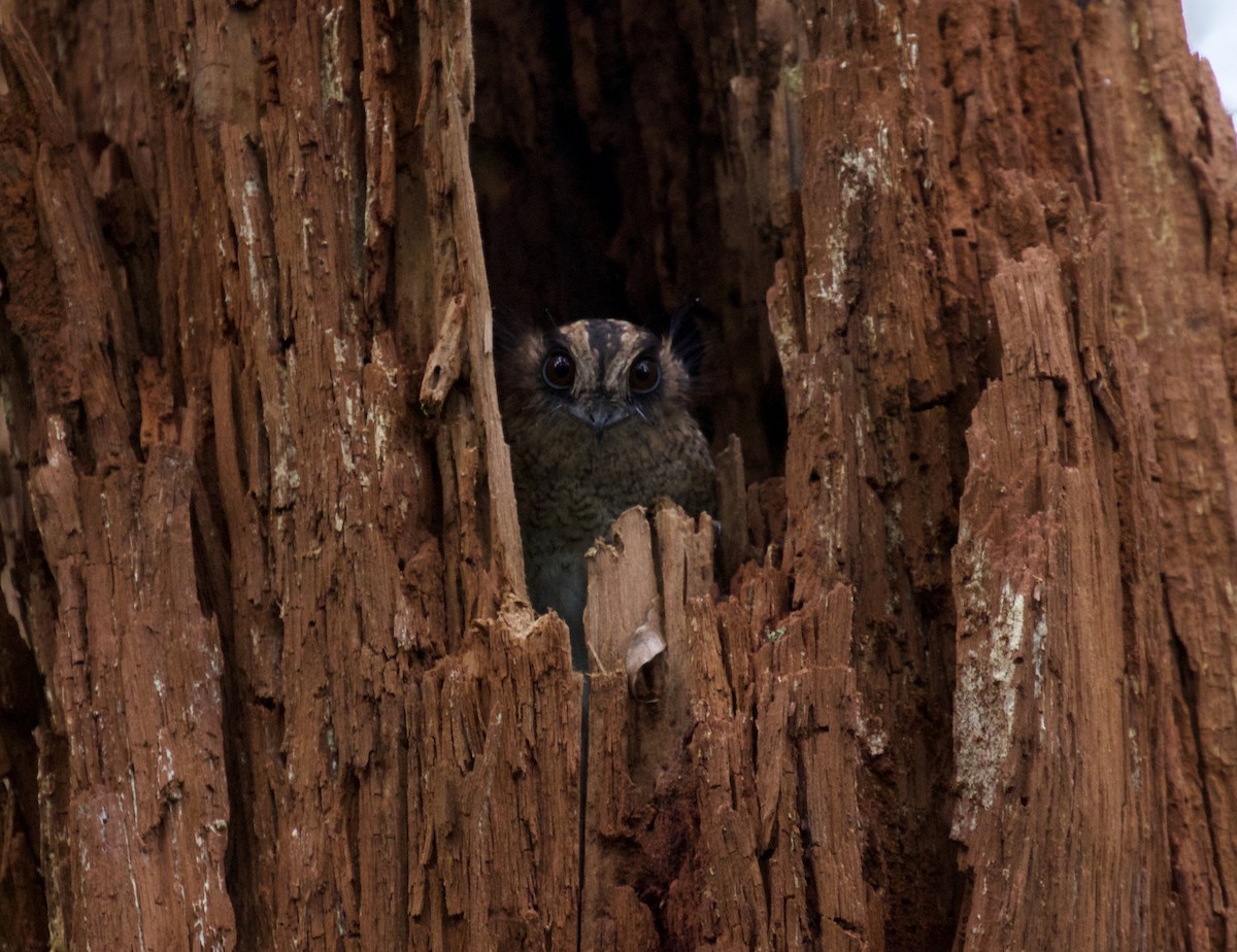 Vogelkop Owlet-nightjar - ML250807301