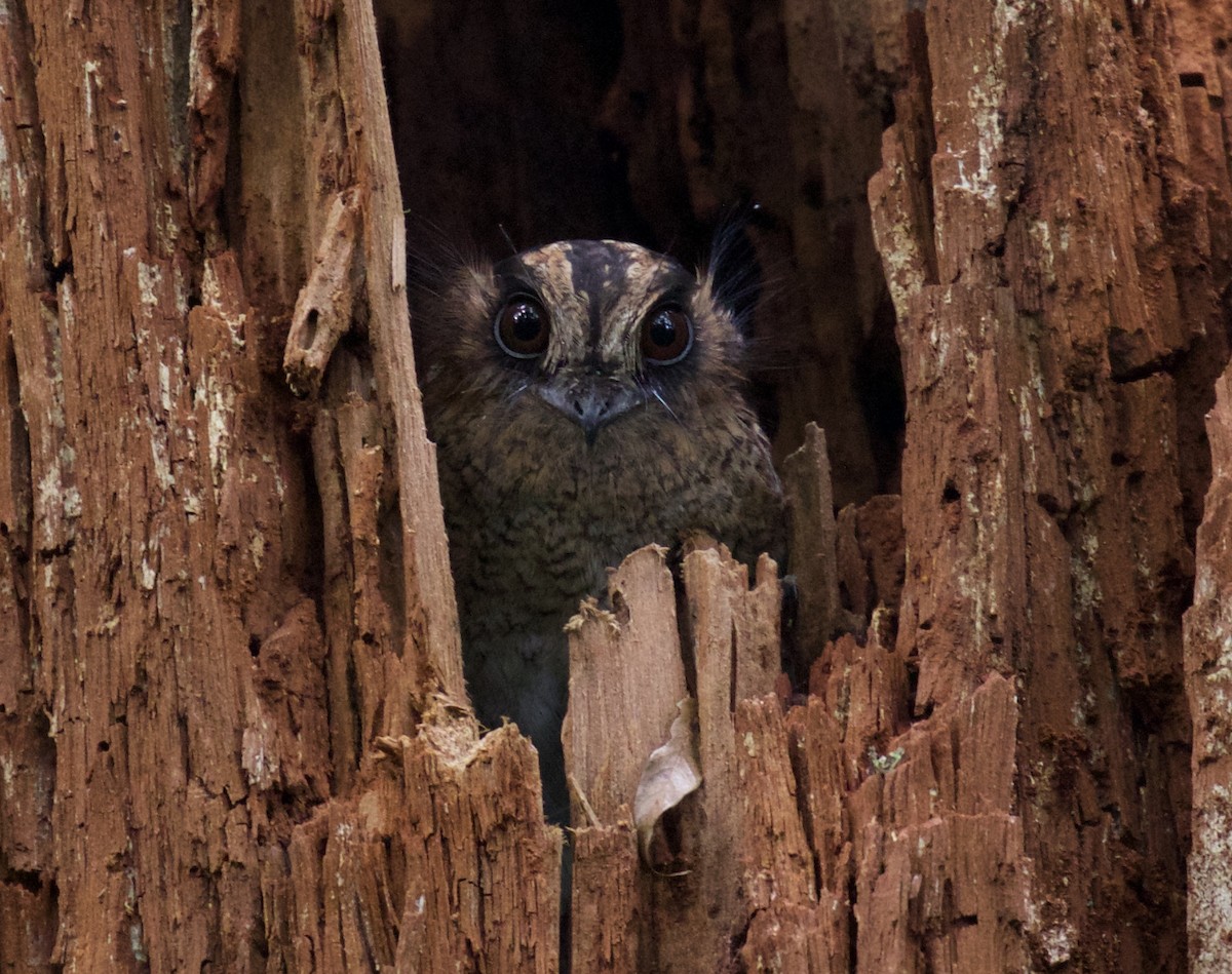 Vogelkop Owlet-nightjar - Stephan Lorenz