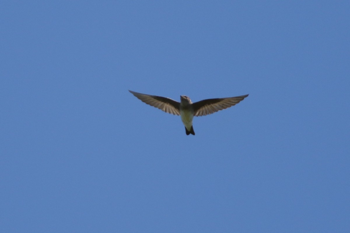 Northern Rough-winged Swallow - Sky Kardell