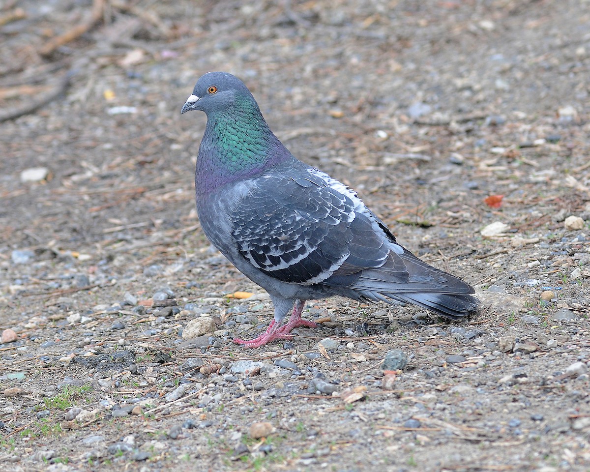 Rock Pigeon (Feral Pigeon) - Ed McAskill