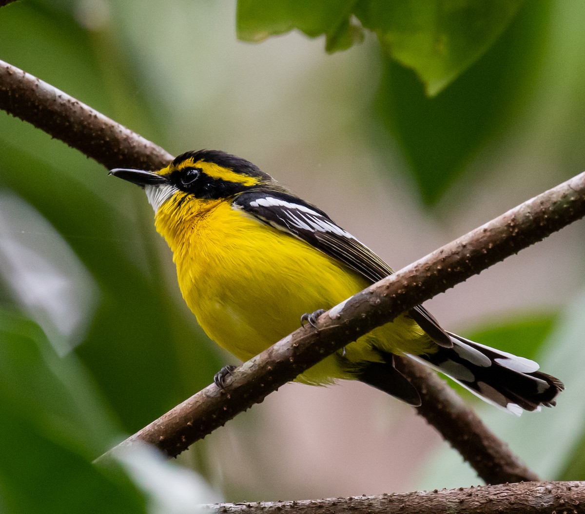 Yellow-breasted Boatbill - ML250819171