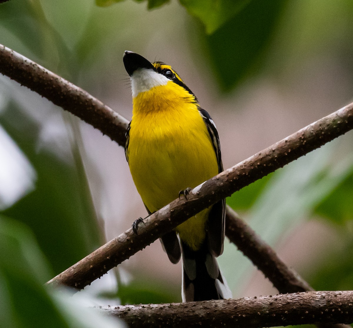Yellow-breasted Boatbill - ML250819211