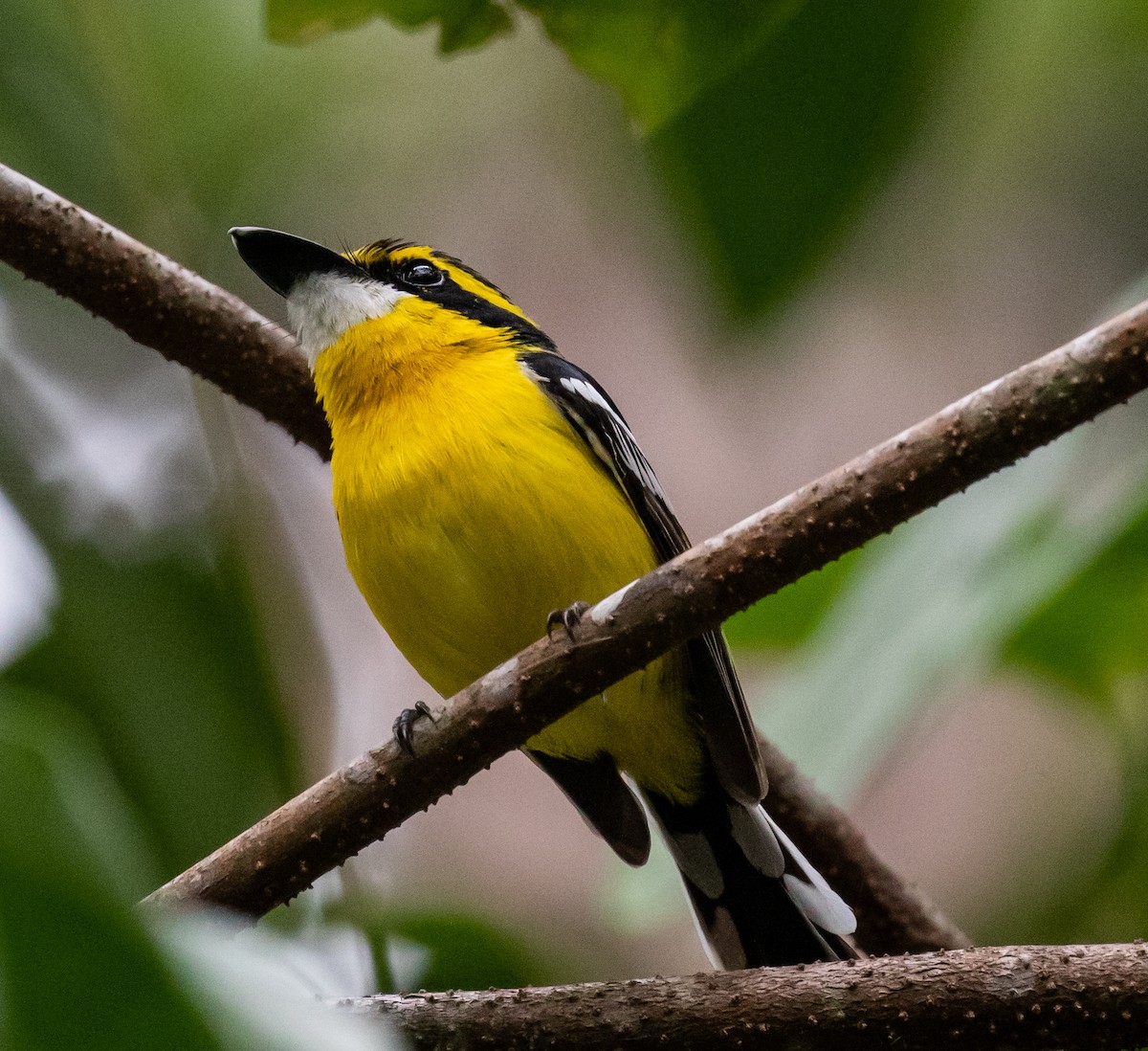 Yellow-breasted Boatbill - ML250819221