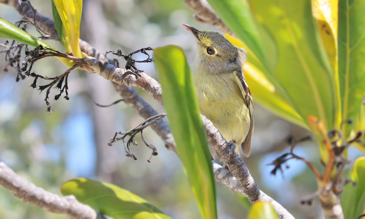 Thick-billed Vireo - ML250824761