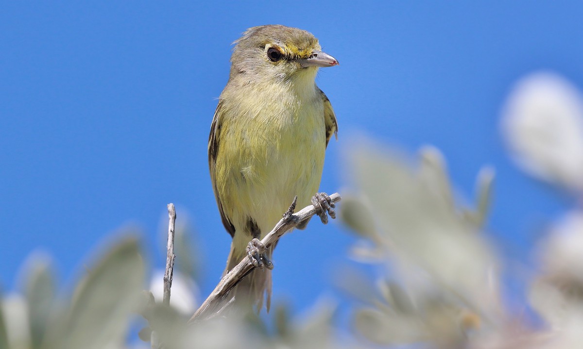 Thick-billed Vireo - ML250824791