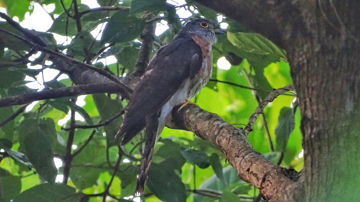 Philippine Hawk-Cuckoo - Kim Cancino