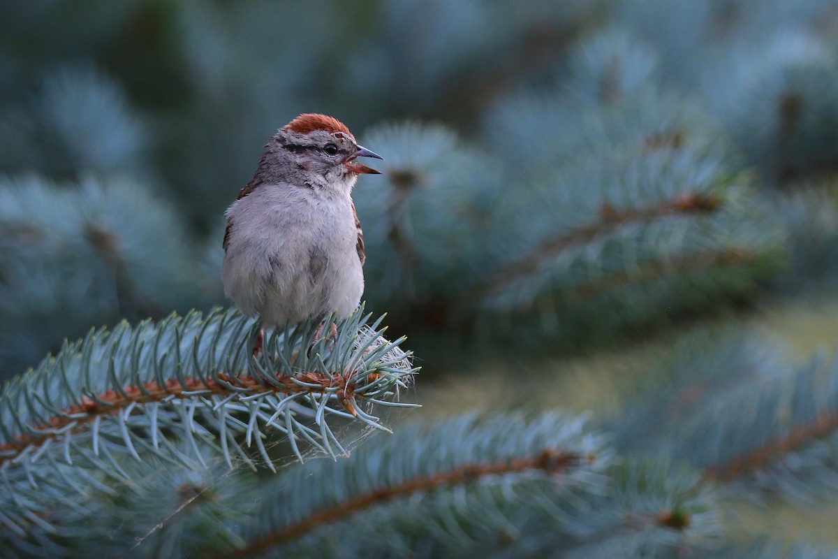 Chipping Sparrow - Dana Siefer