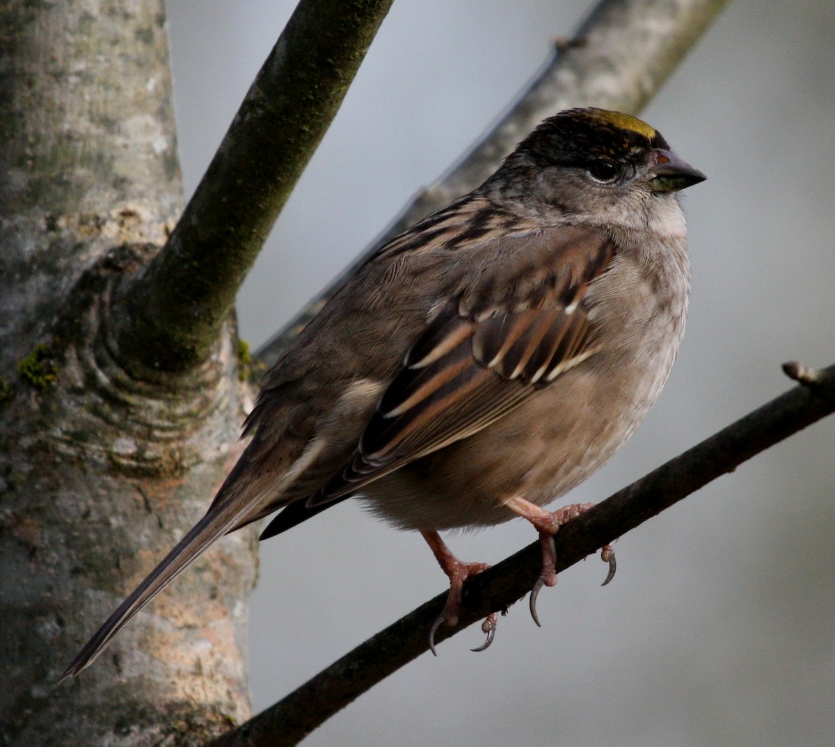 Golden-crowned Sparrow - ML25083011
