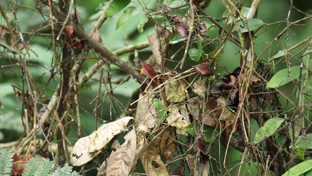 Rufous-crowned Babbler - ML250831881