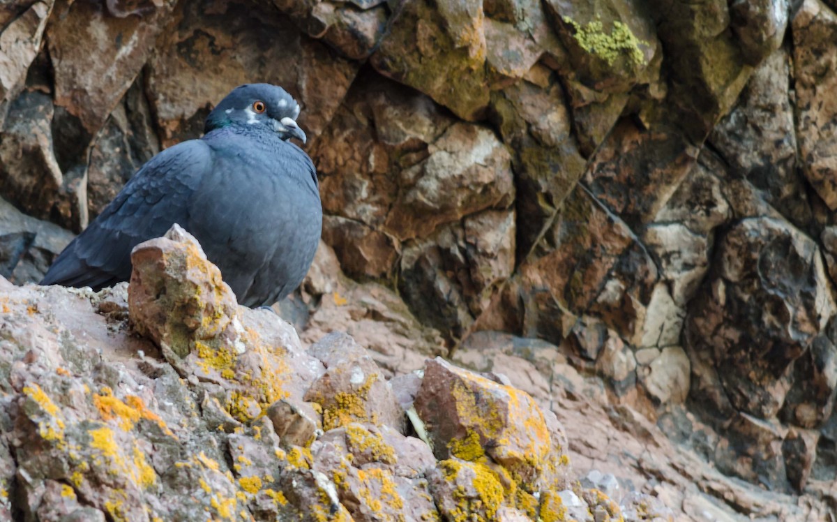 Rock Pigeon (Feral Pigeon) - Dan Hackley