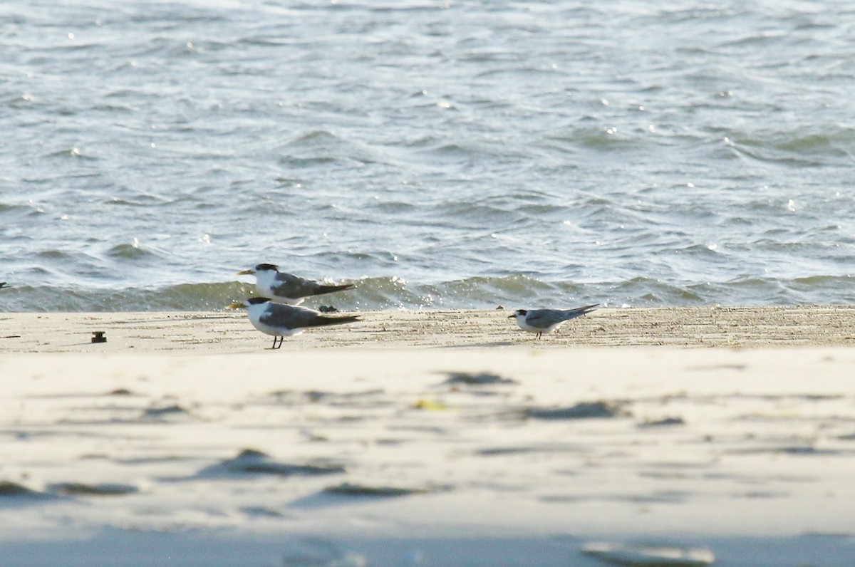 ml25083461-little-tern-macaulay-library