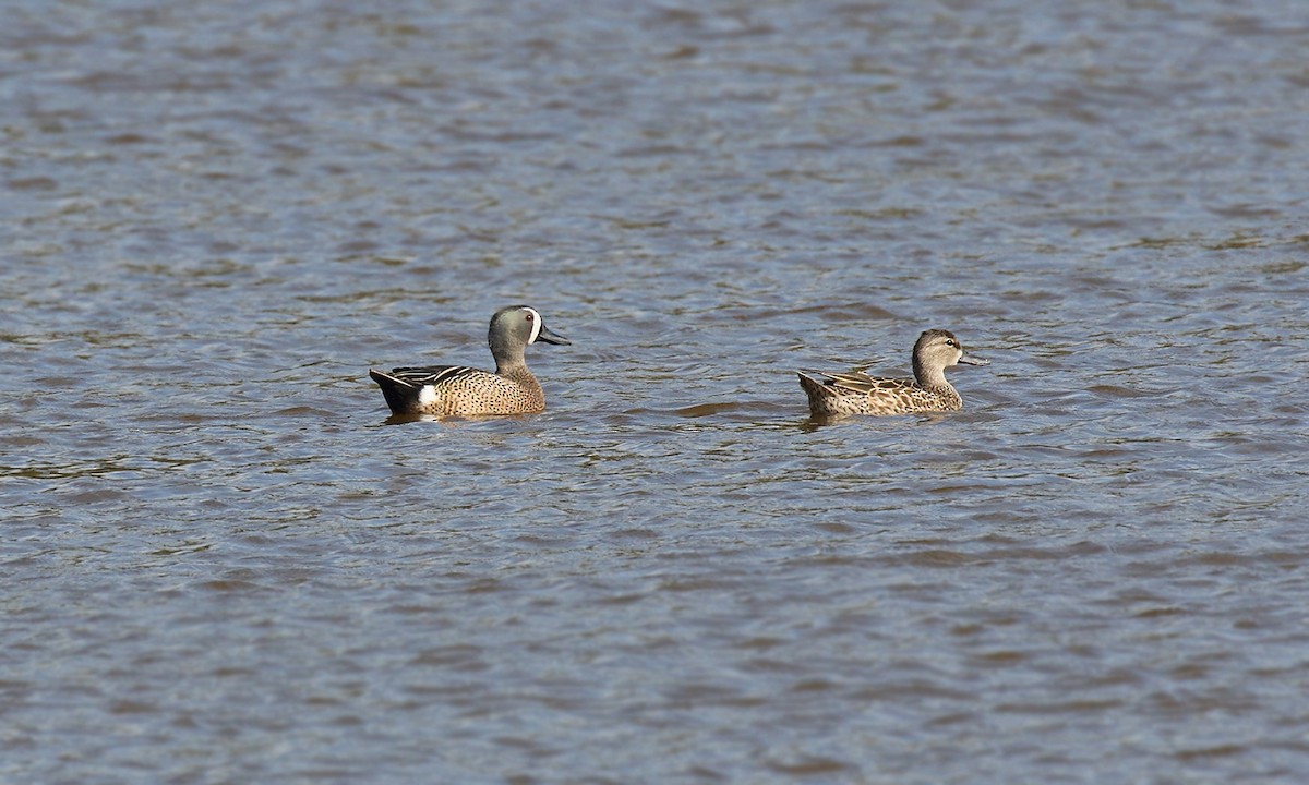 Blue-winged Teal - ML250834941